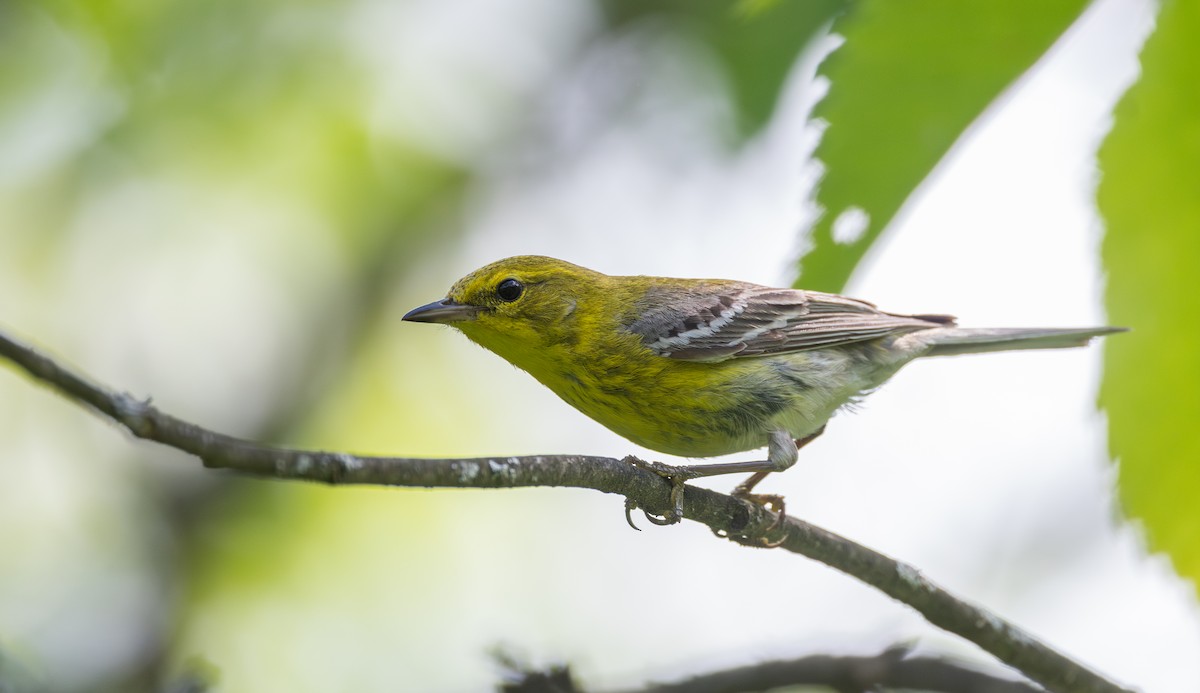 Pine Warbler - ML638414617