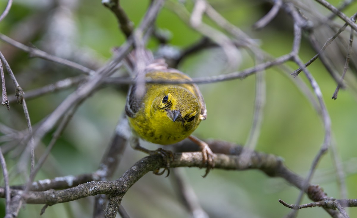 Pine Warbler - ML638414620