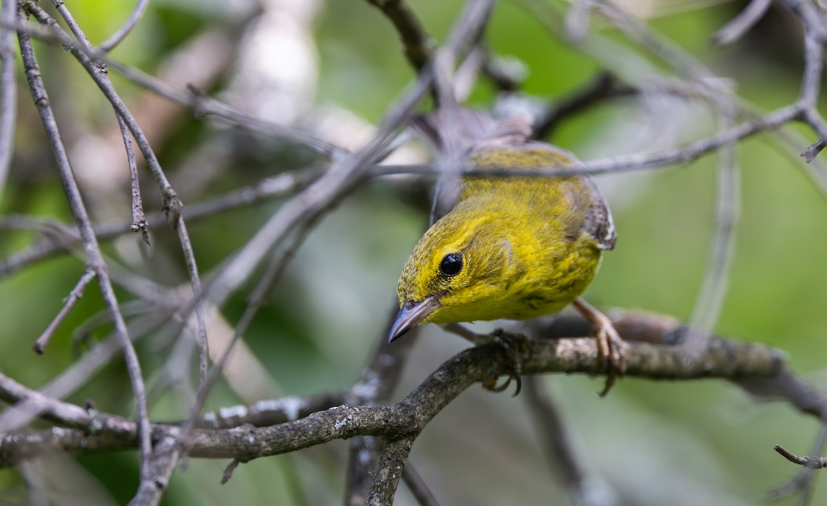 Pine Warbler - ML638414621