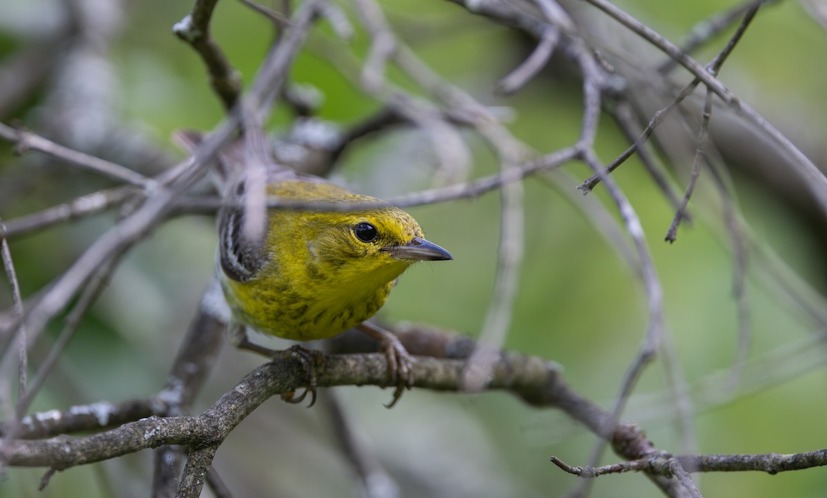 Pine Warbler - ML638414622