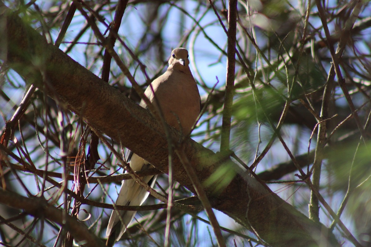 Mourning Dove - ML638414624