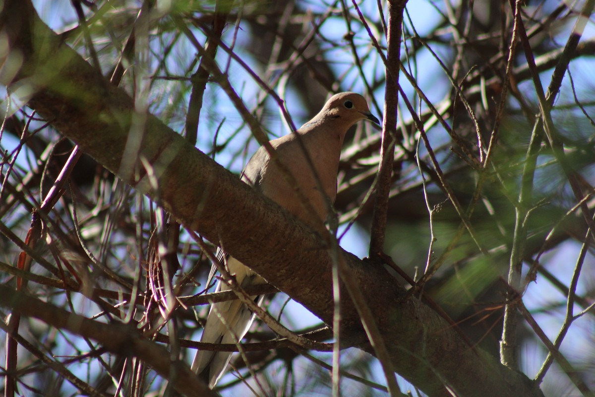 Mourning Dove - ML638414625