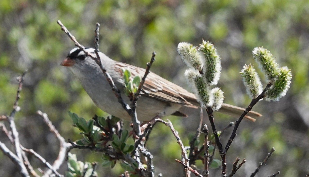 White-crowned Sparrow (oriantha) - ML638414632