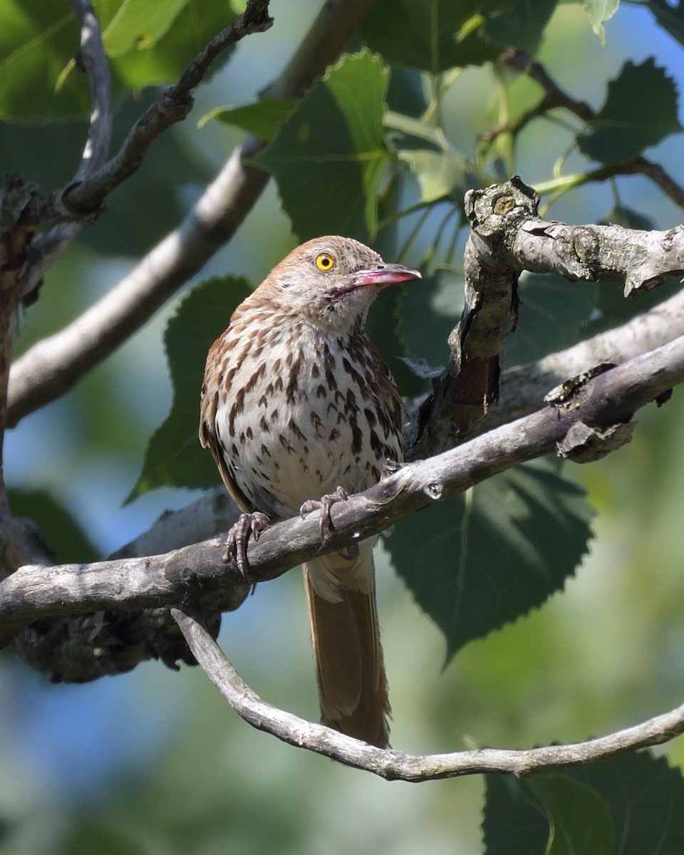 Brown Thrasher - ML638414682