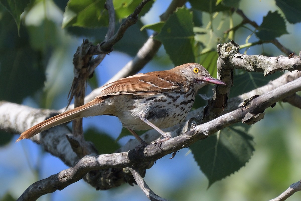 Brown Thrasher - ML638414683