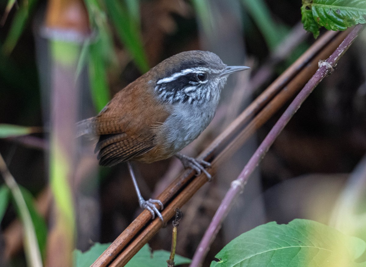 Hermit Wood-Wren - ML638414703
