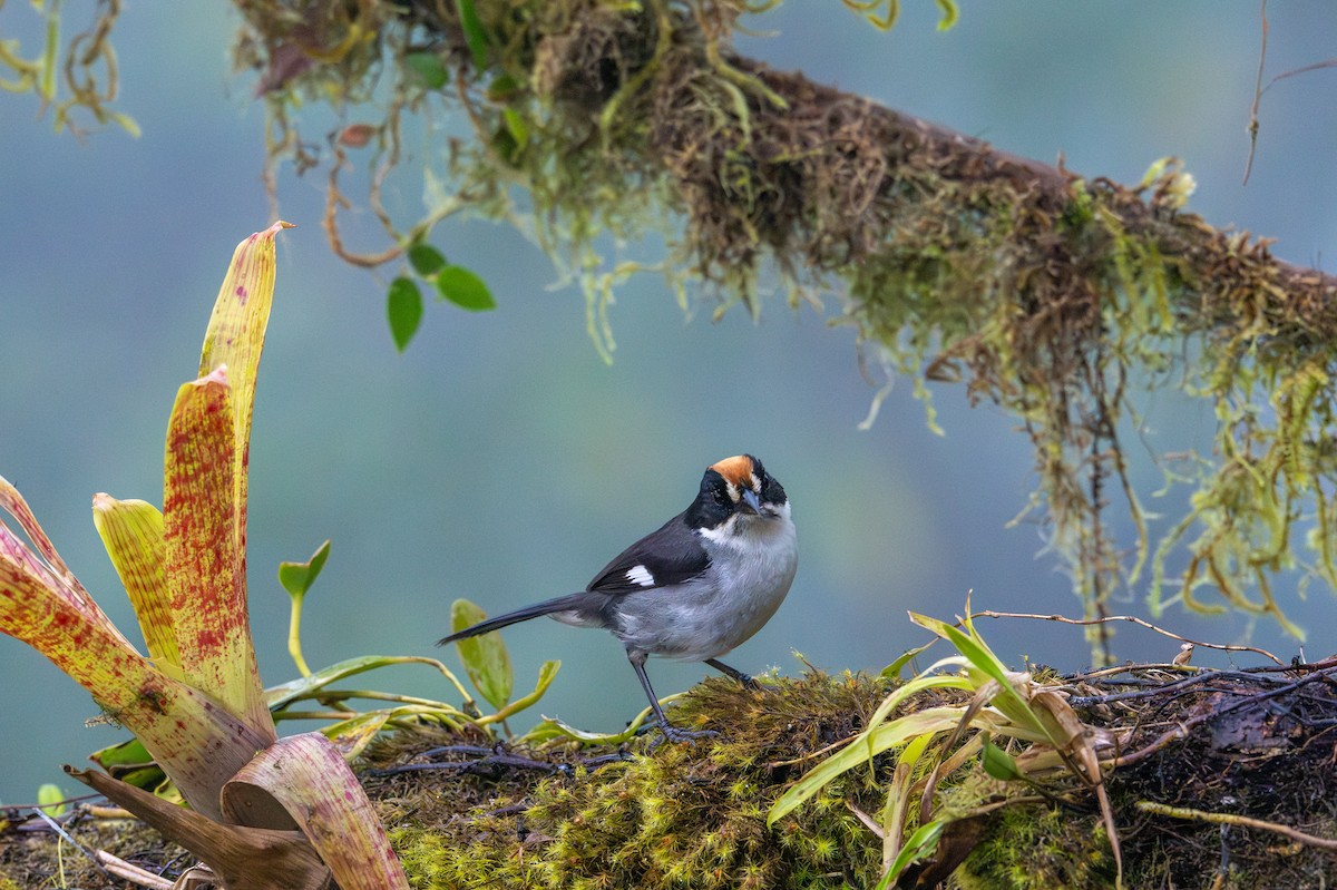 White-winged Brushfinch - ML638414715