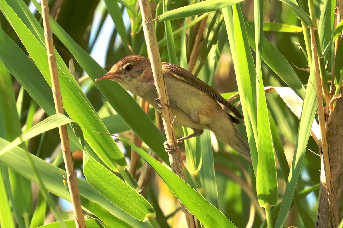 Great Reed Warbler - ML638414721