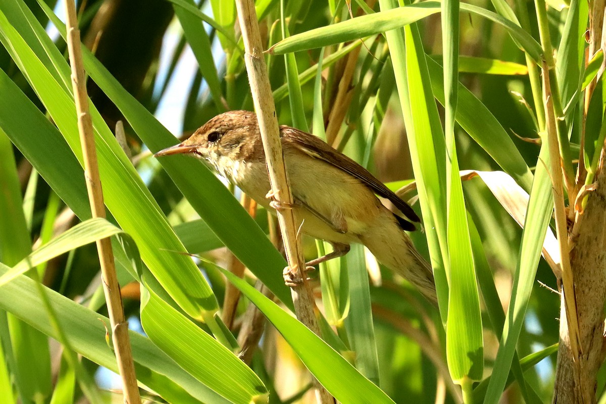 Great Reed Warbler - ML638414722