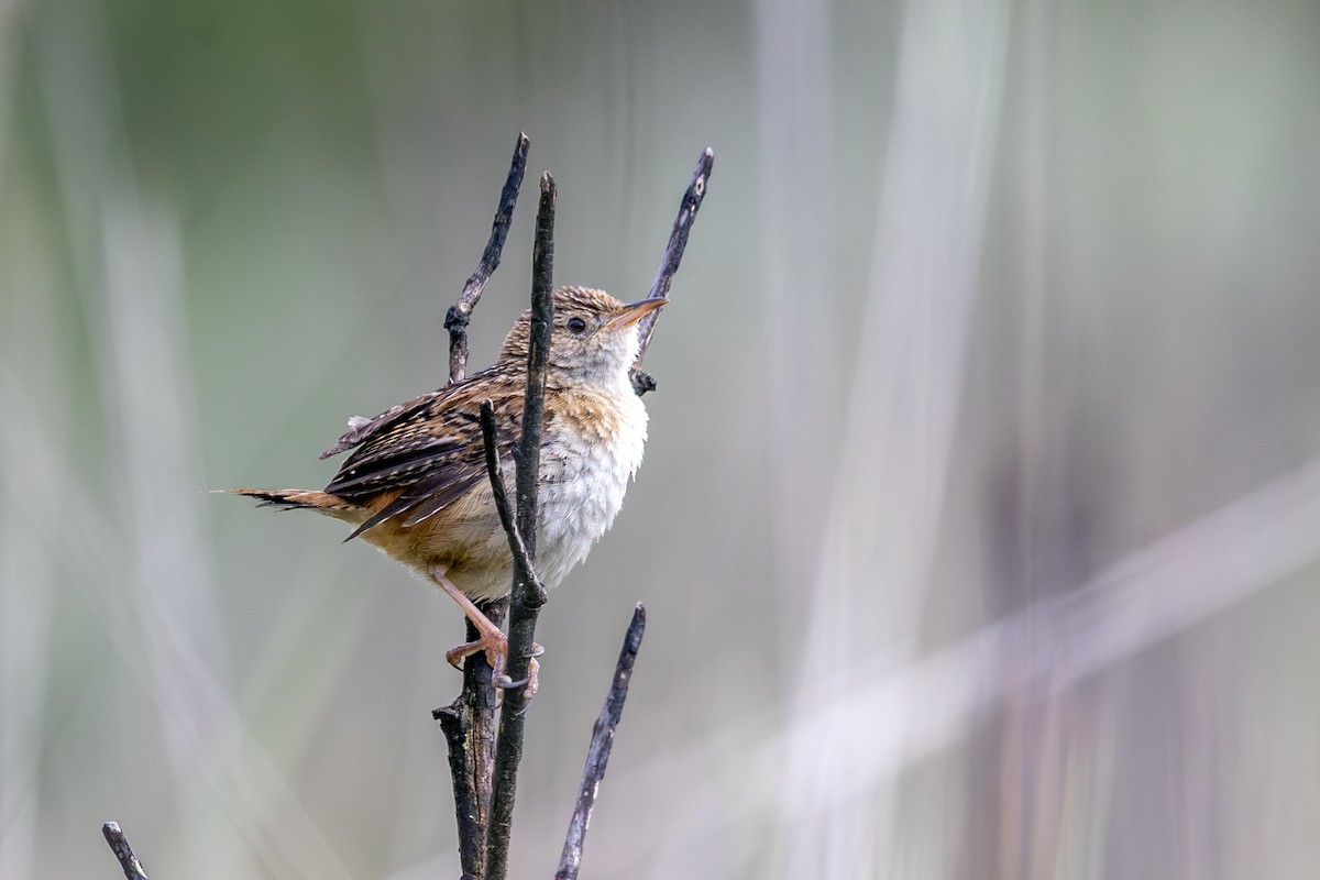Grass Wren (Northern) - ML638414726