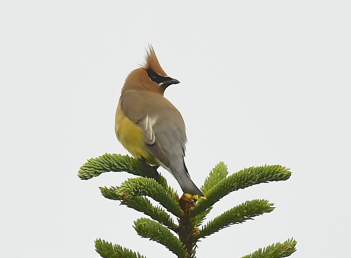 Cedar Waxwing - ML638414732