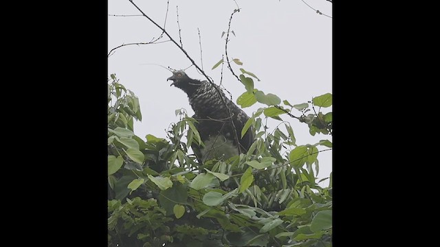 Horned Screamer - ML638414733