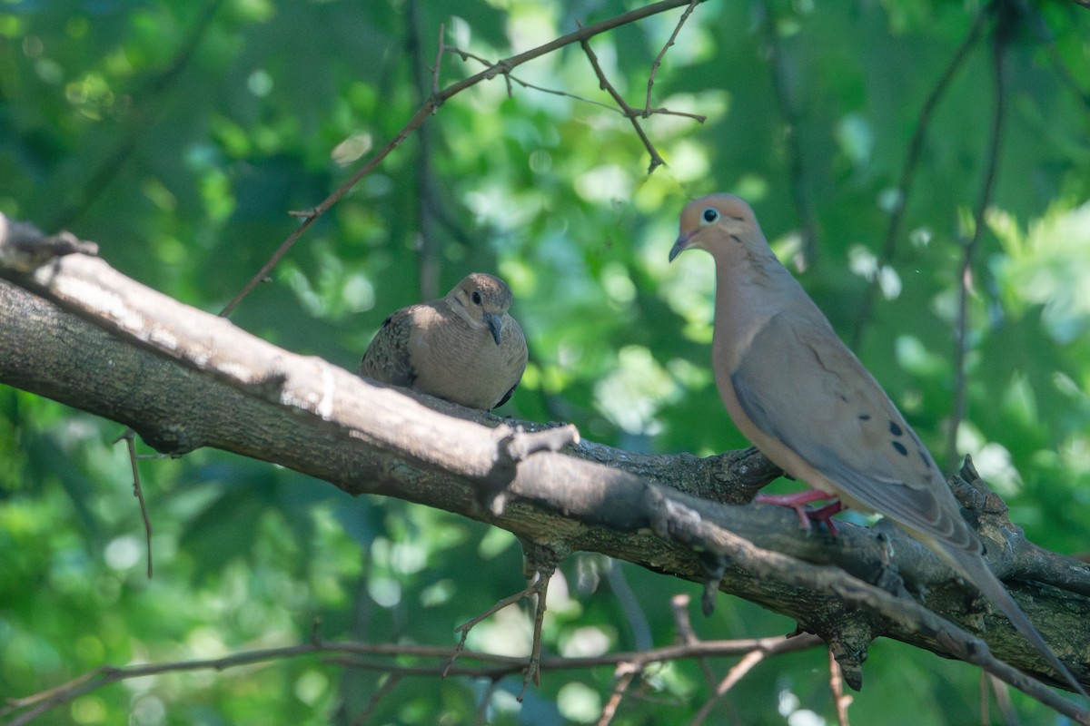 Mourning Dove - ML638414778