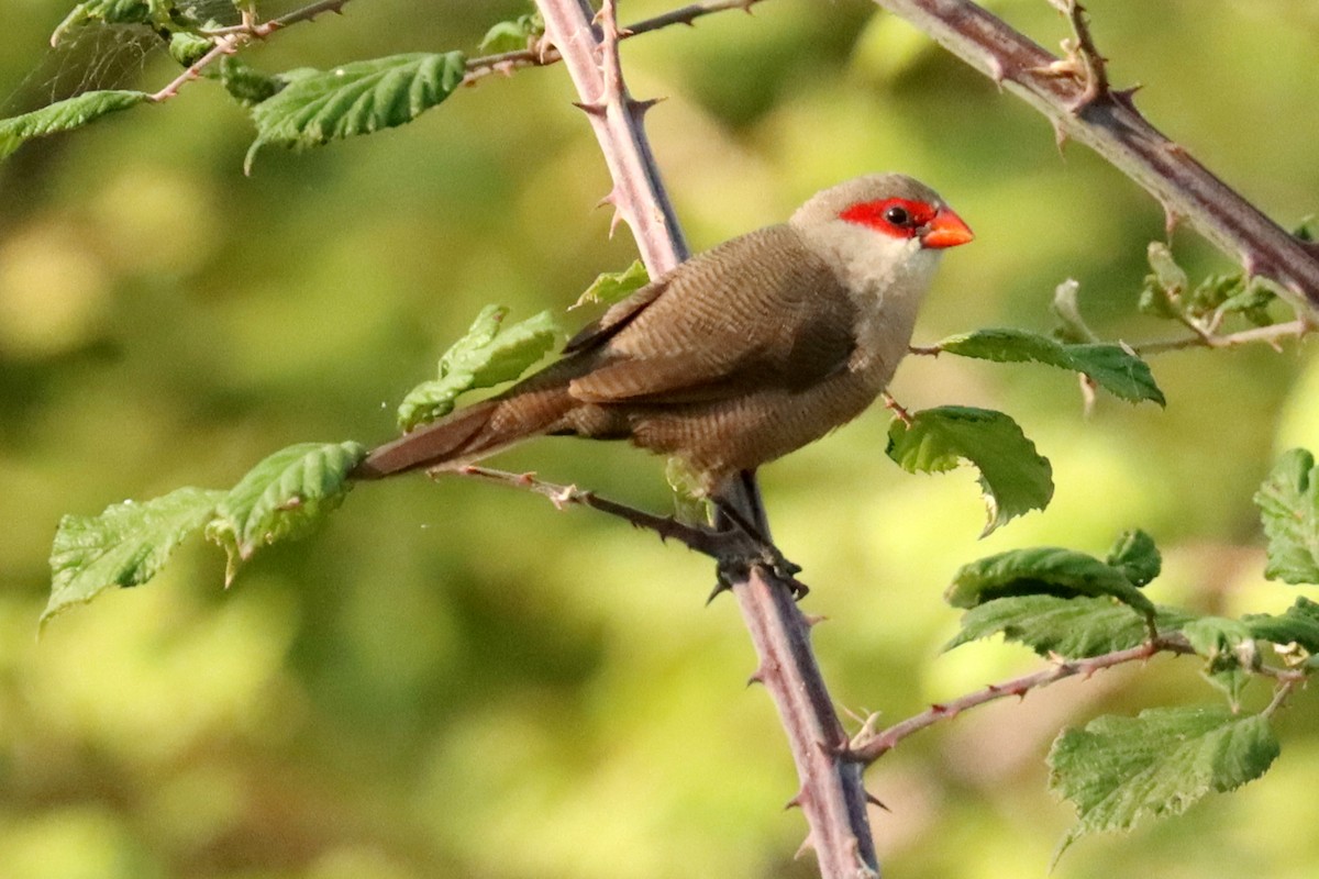 Common Waxbill - ML638414787