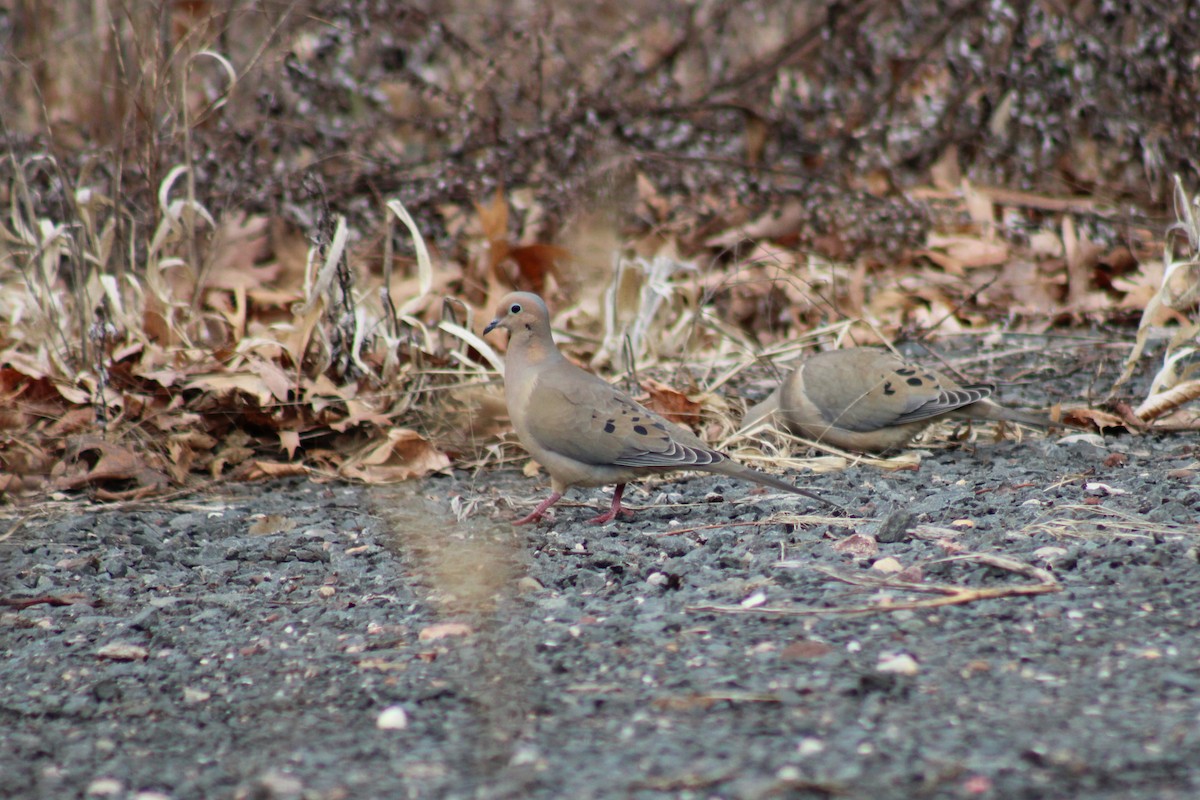 Mourning Dove - ML638414802