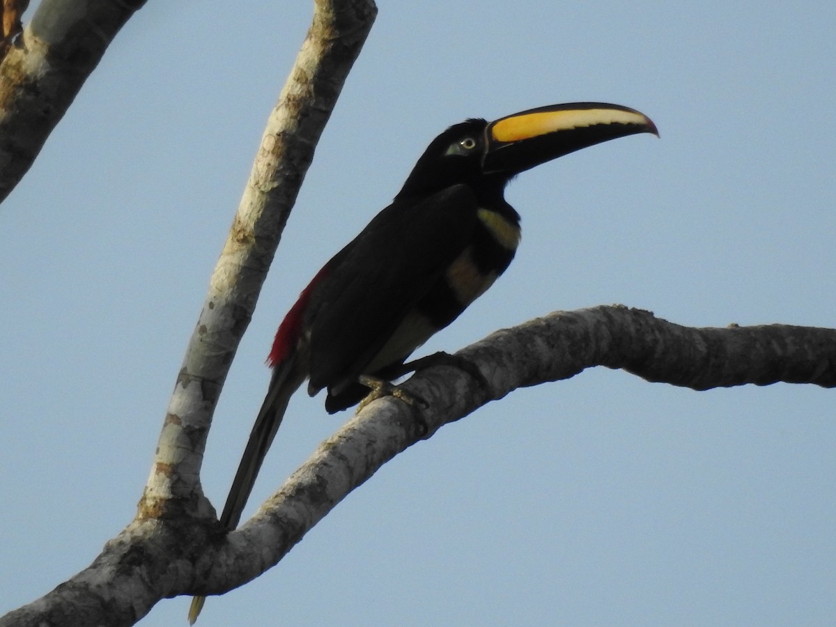 Many-banded Aracari - ML638414822