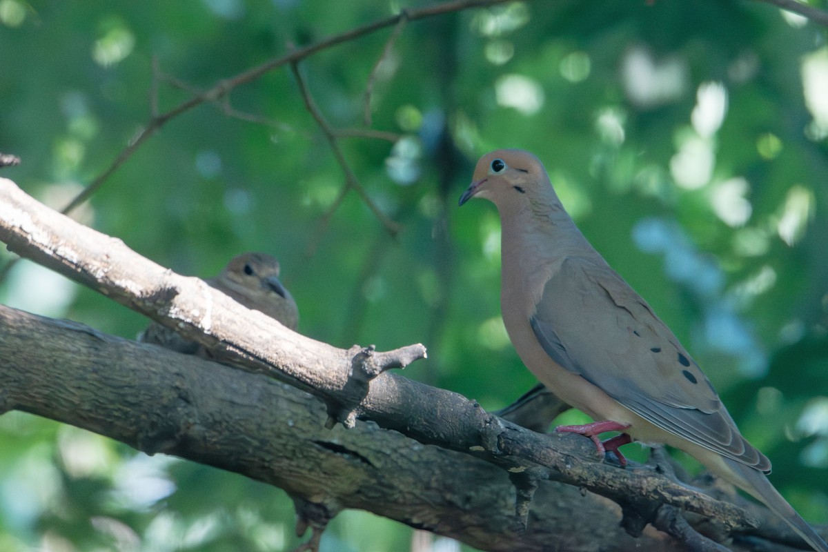 Mourning Dove - ML638414848