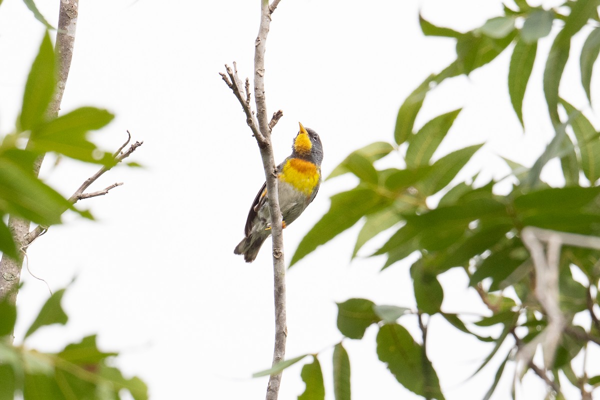 Parula Norteña - ML638414864