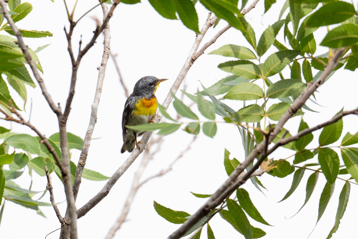 Parula Norteña - ML638414865