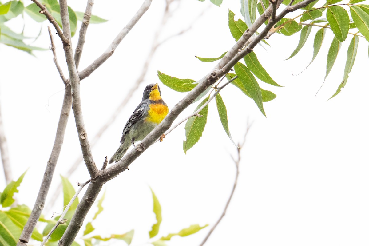 Parula Norteña - ML638414866