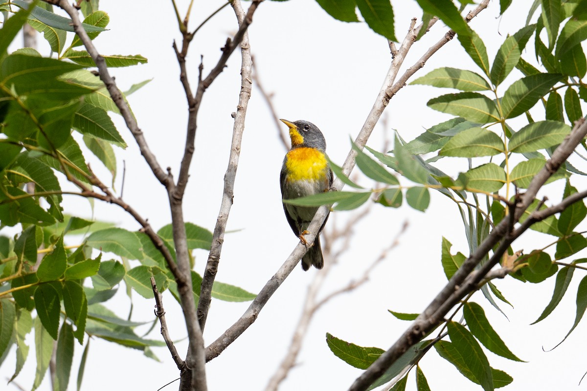 Parula Norteña - ML638414867