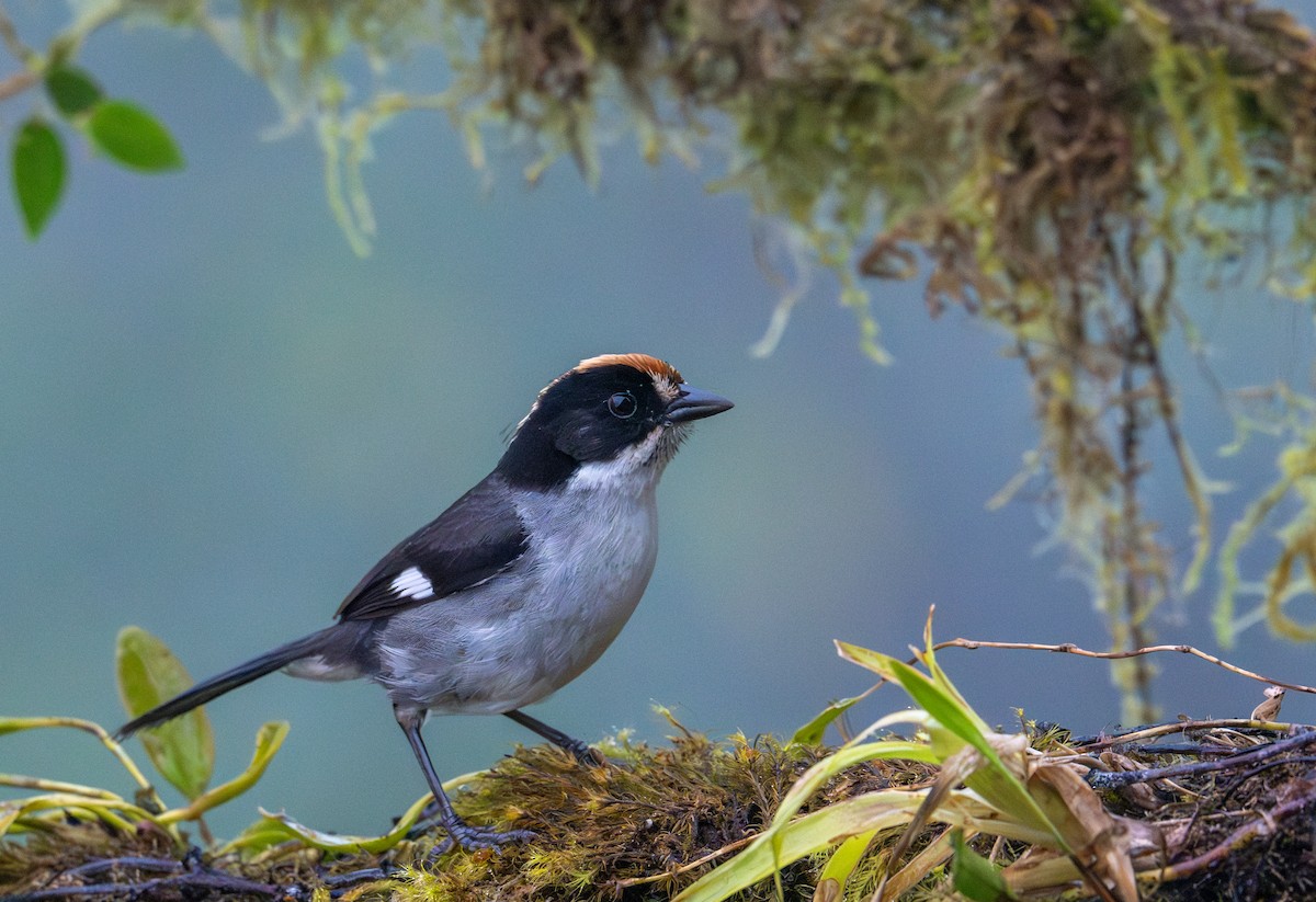 White-winged Brushfinch - ML638414878