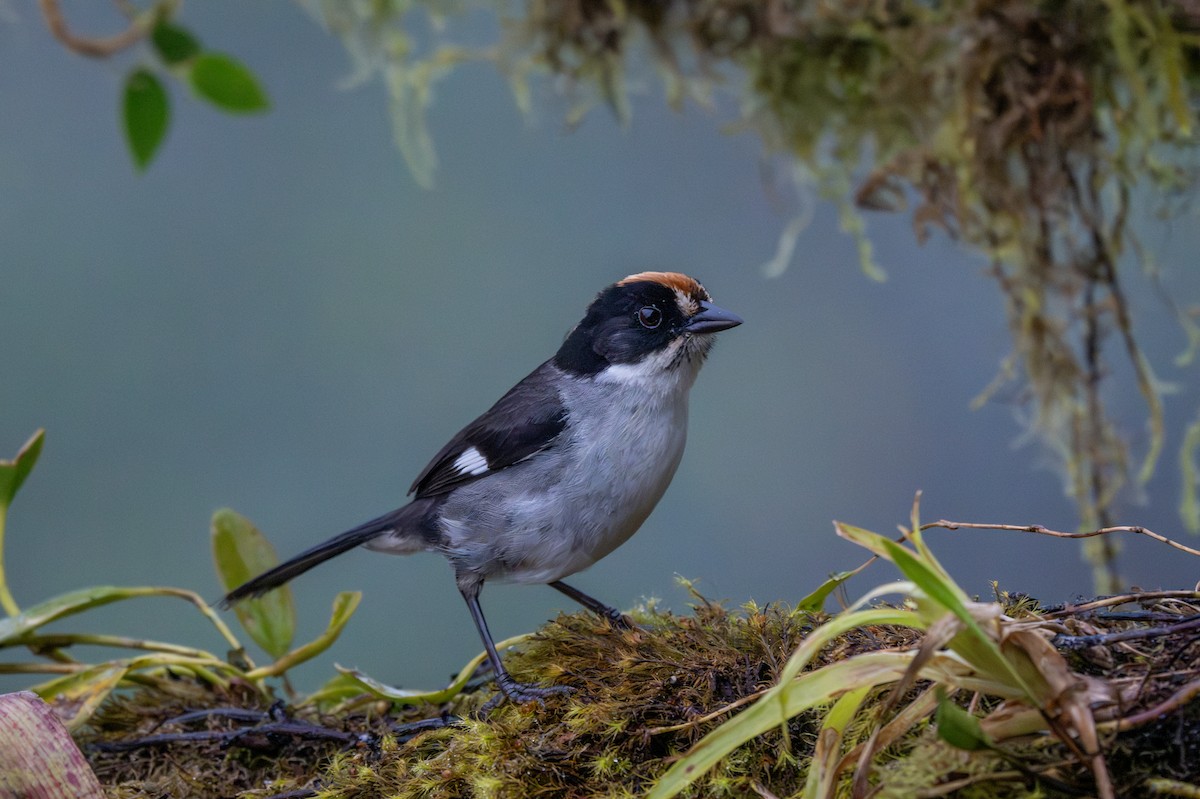White-winged Brushfinch - ML638414880