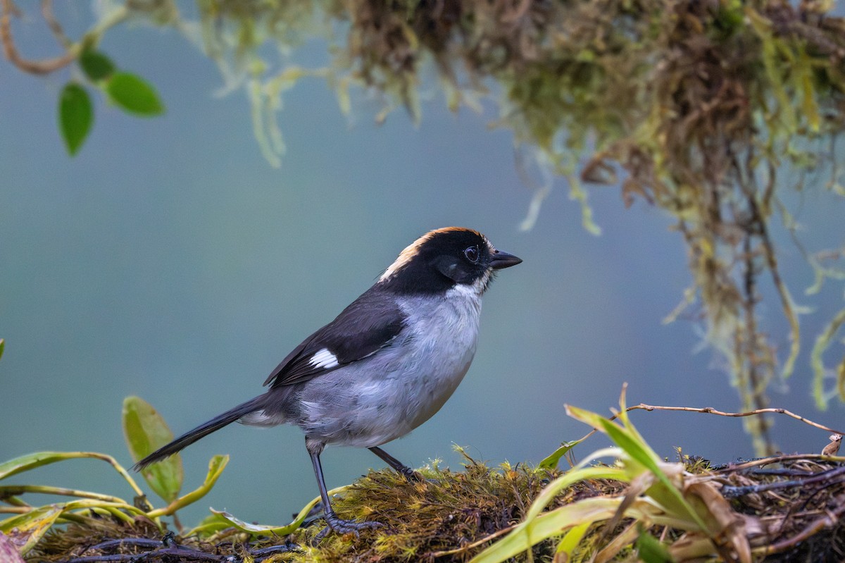 White-winged Brushfinch - ML638414883