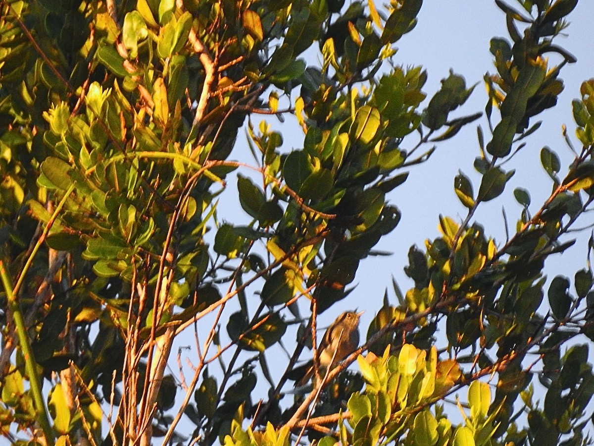 Inambari Gnatcatcher - ML638414887