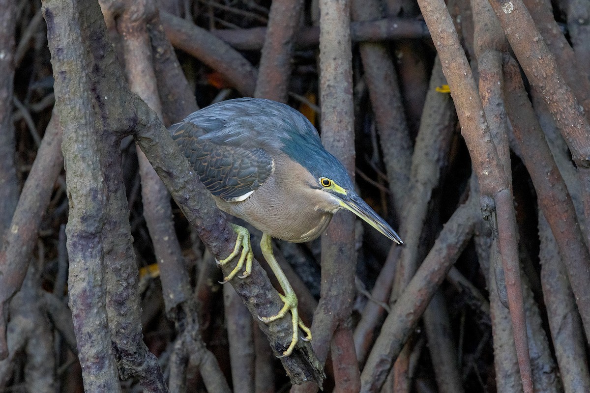 Striated Heron - ML638414893