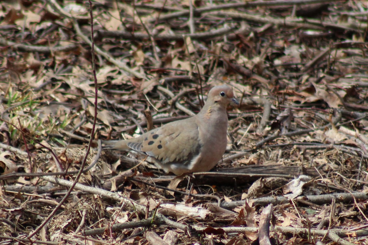 Mourning Dove - ML638414894