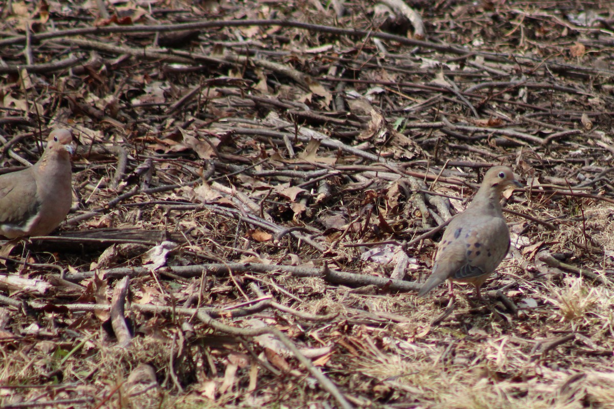 Mourning Dove - ML638414895