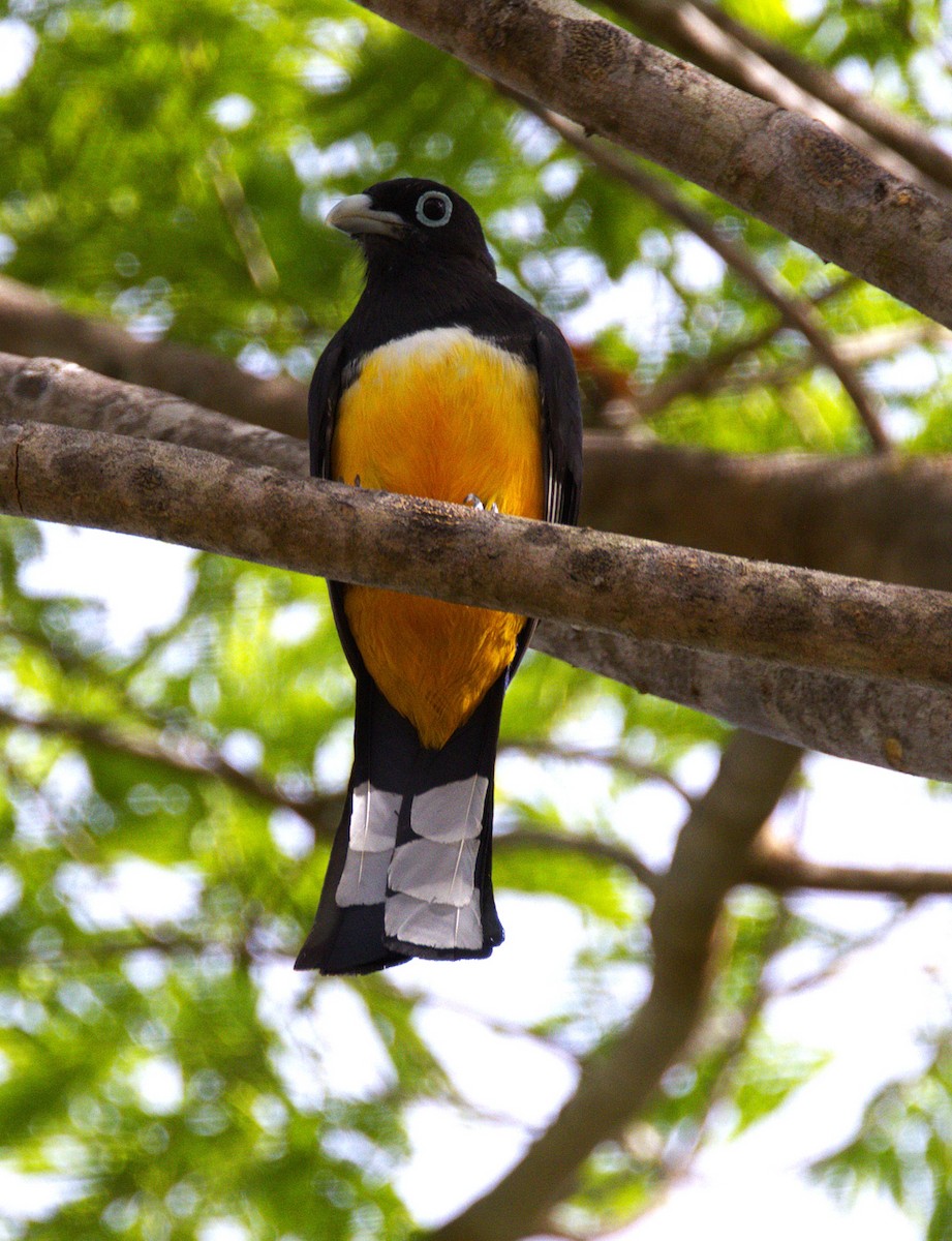 Black-headed Trogon - ML638414900