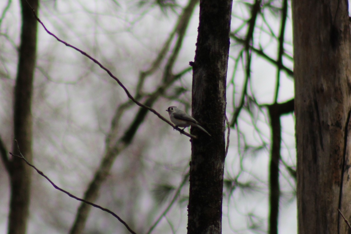 Tufted Titmouse - ML638414910
