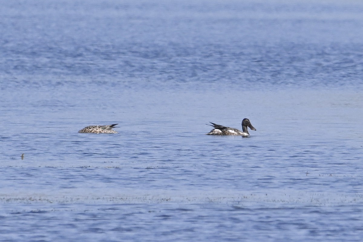 Northern Shoveler - ML638414939