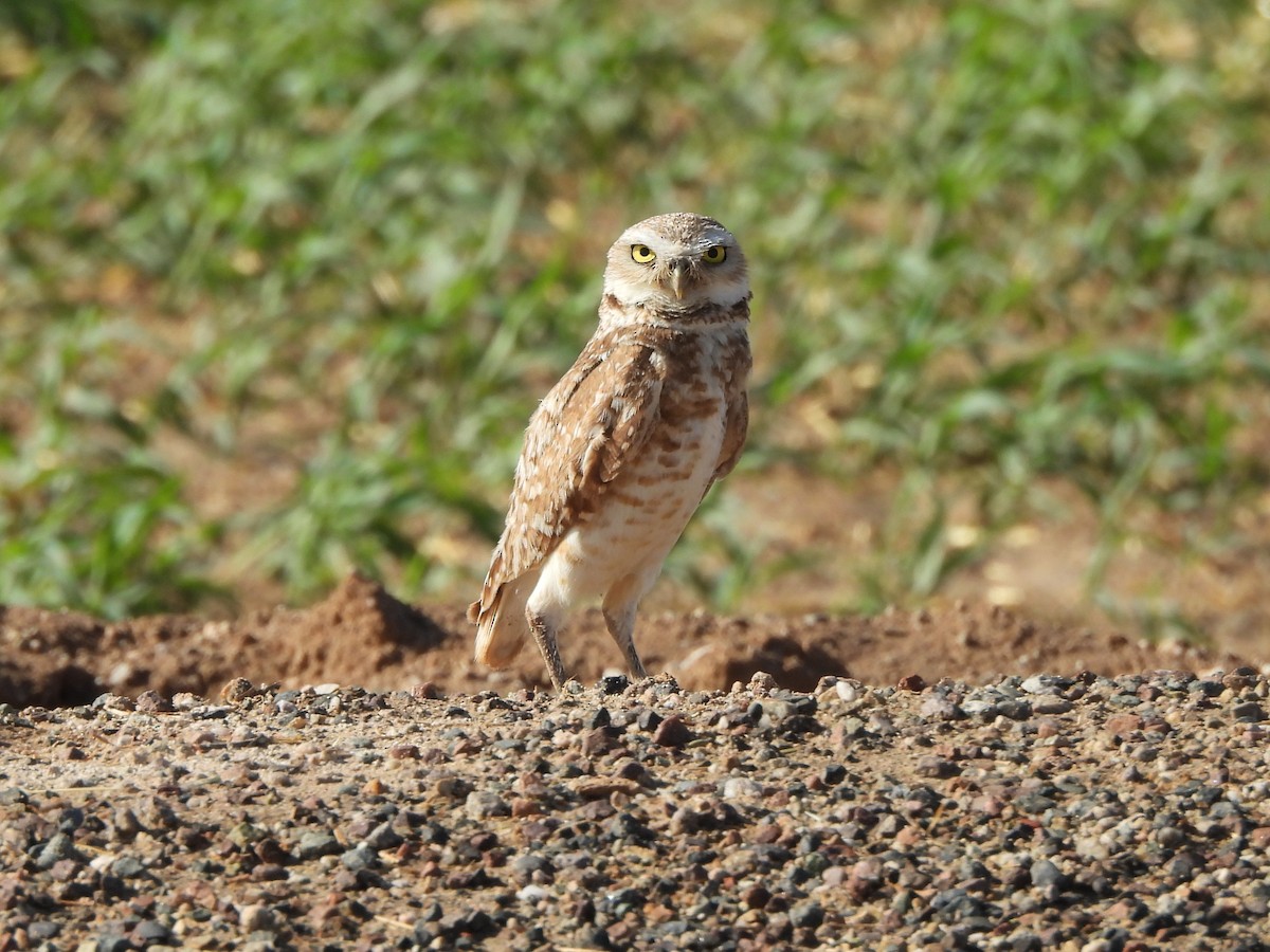 Burrowing Owl - ML638414960