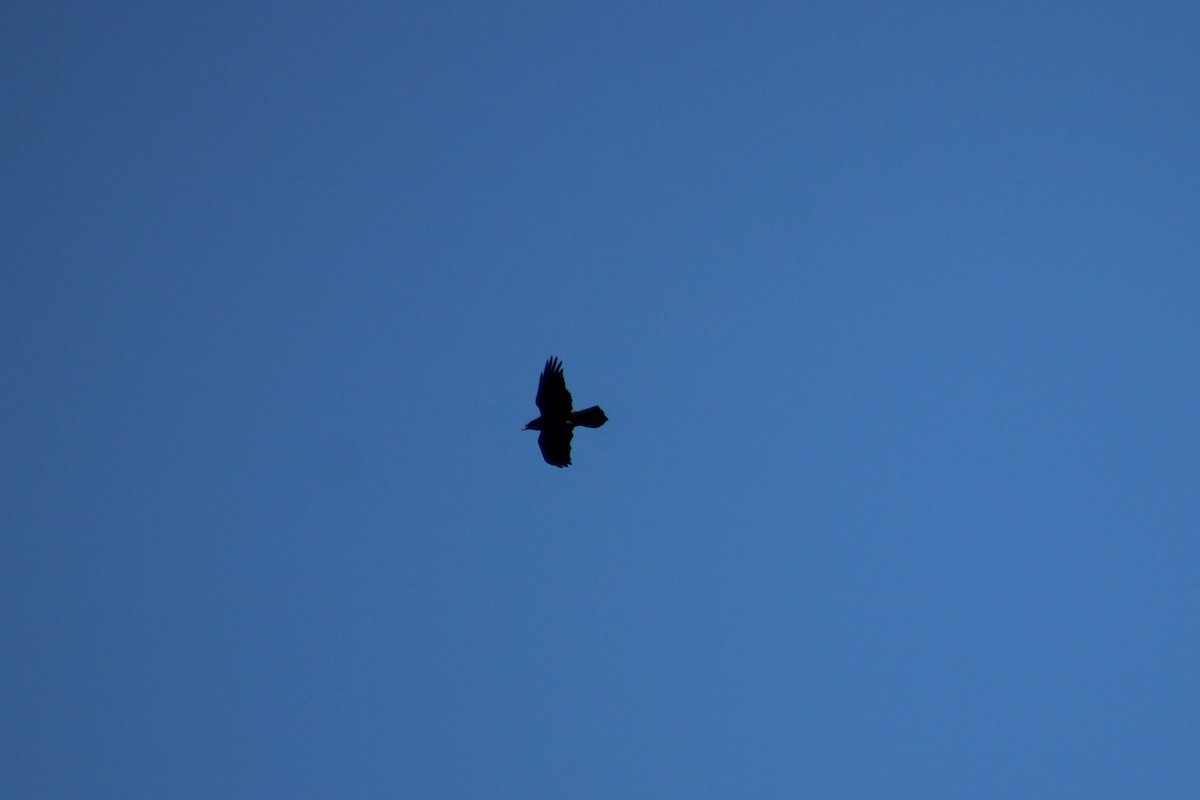 Common Raven - ML638414993