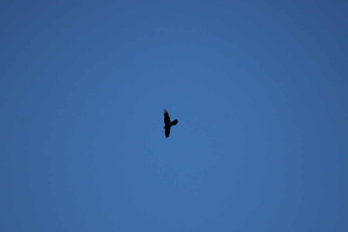 Common Raven - ML638414994