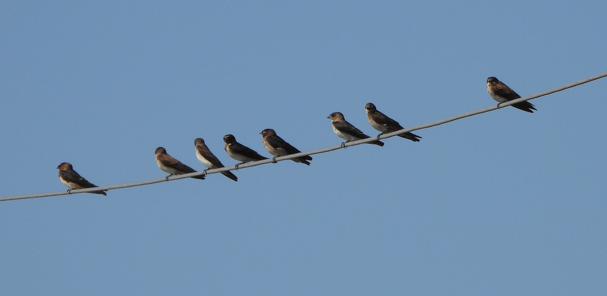 Cliff Swallow - ML638415011