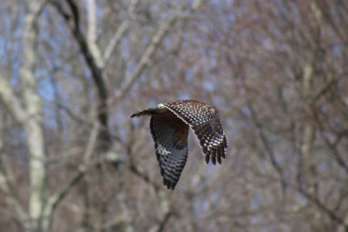 Red-shouldered Hawk - ML638415058
