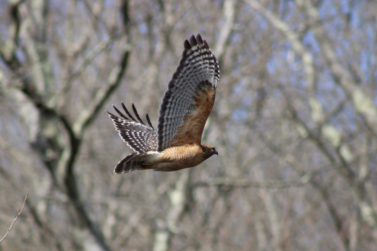 Red-shouldered Hawk - ML638415059