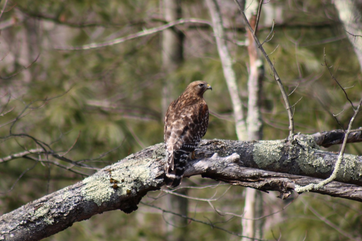 Red-shouldered Hawk - ML638415060