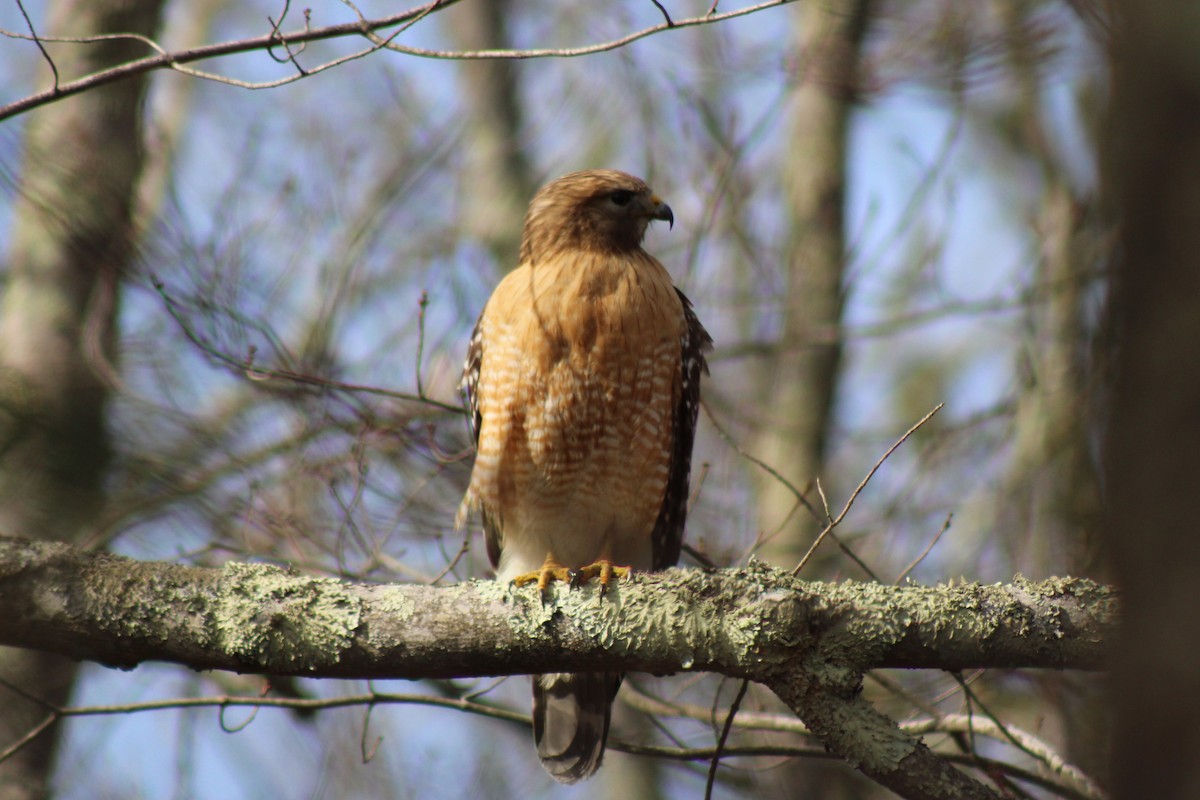 Red-shouldered Hawk - ML638415061