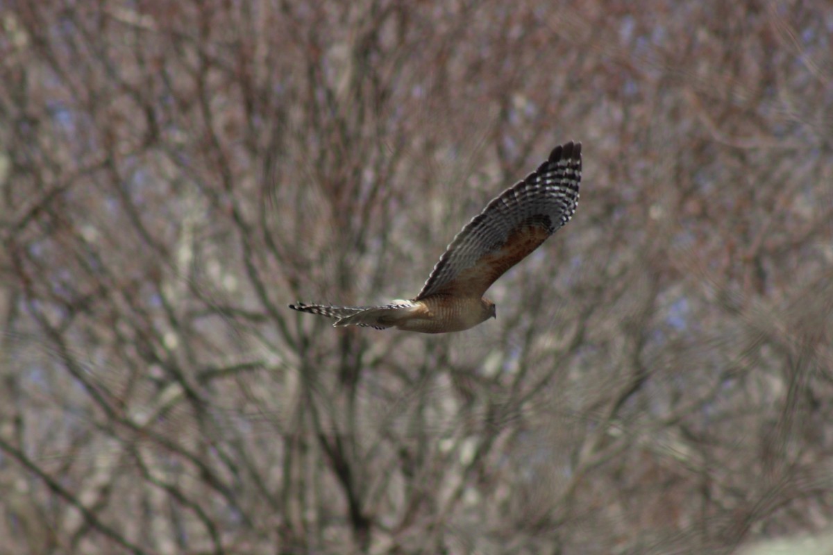 Red-shouldered Hawk - ML638415062