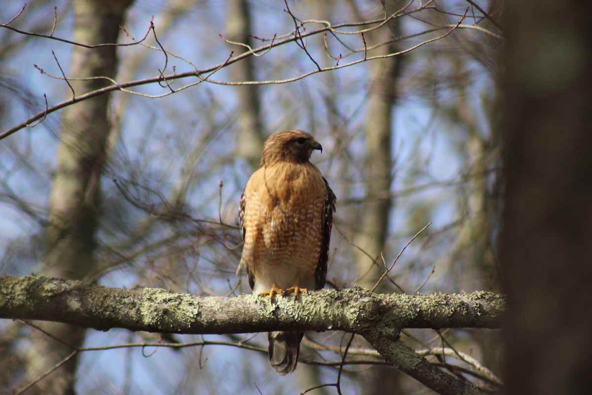 Red-shouldered Hawk - ML638415063