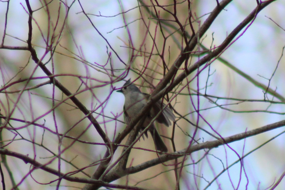 Tufted Titmouse - ML638415069