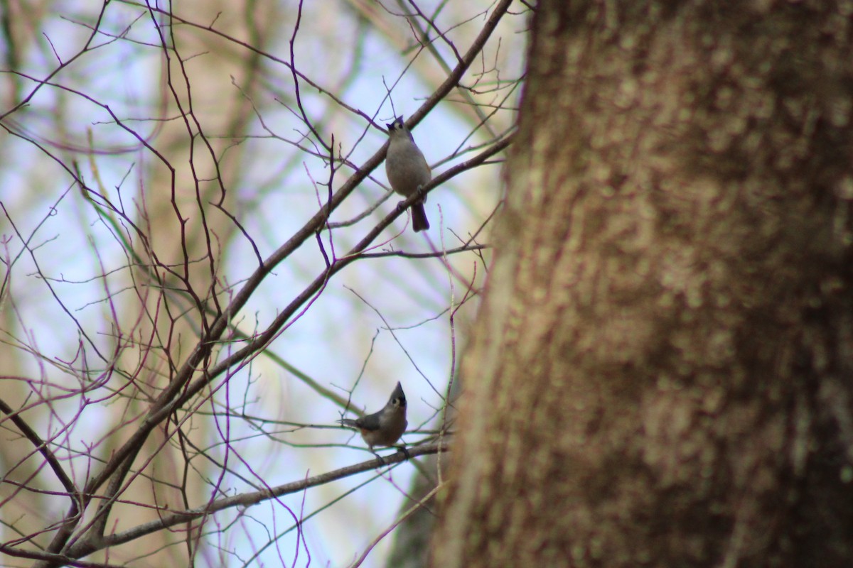 Tufted Titmouse - ML638415070
