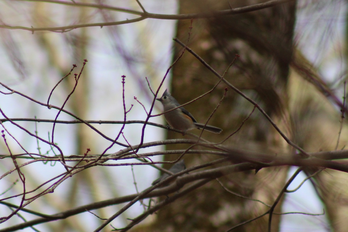 Tufted Titmouse - ML638415071