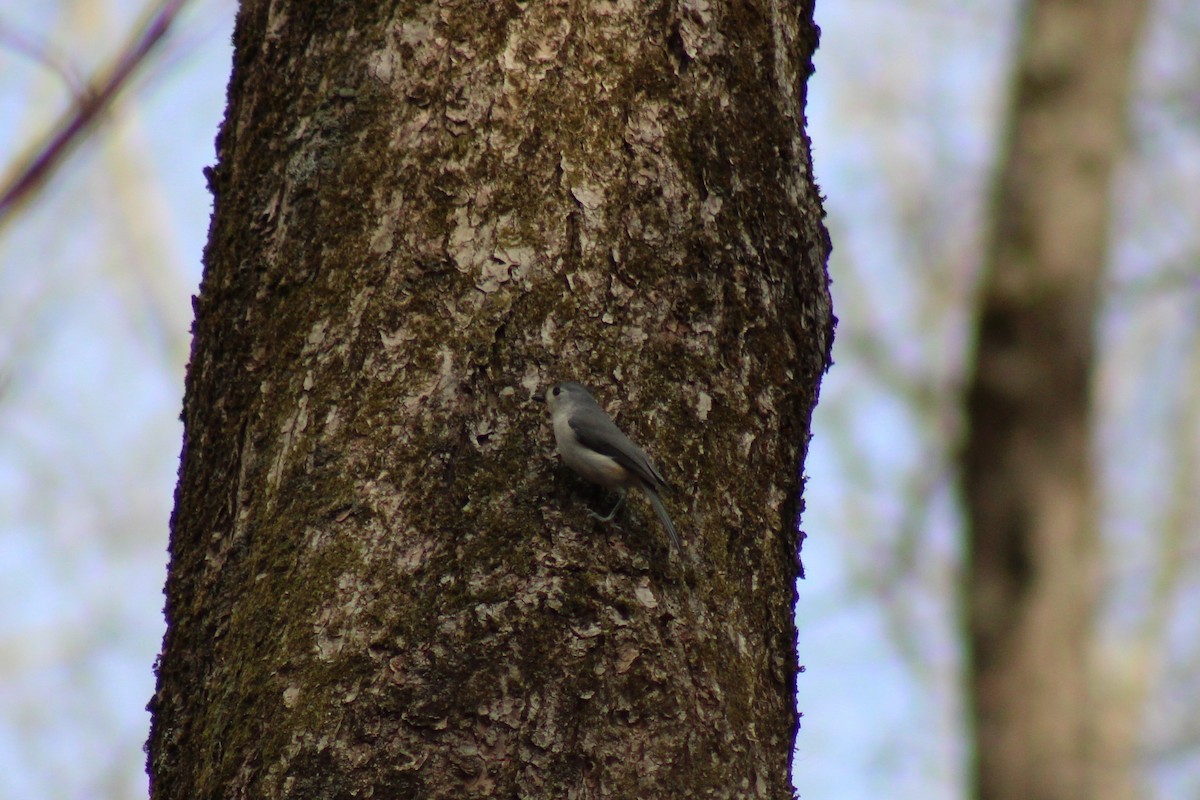 Tufted Titmouse - ML638415072