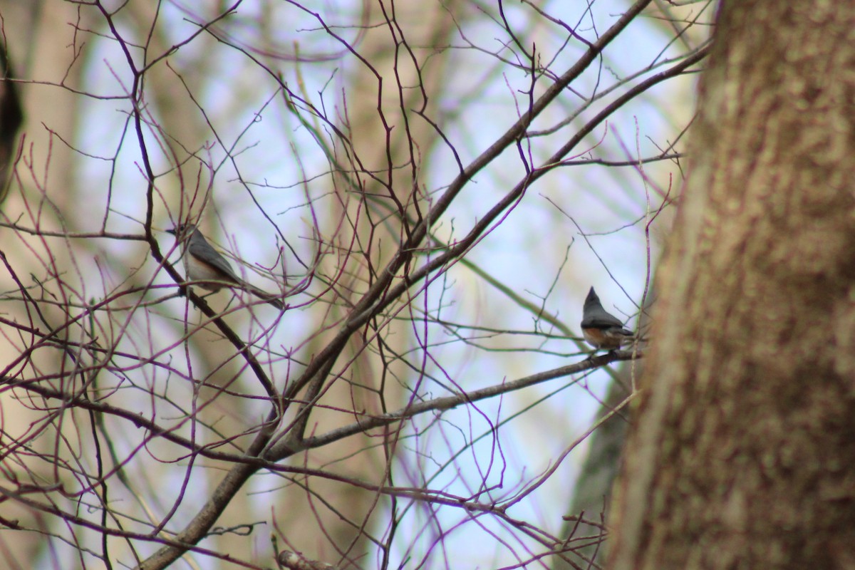 Tufted Titmouse - ML638415073